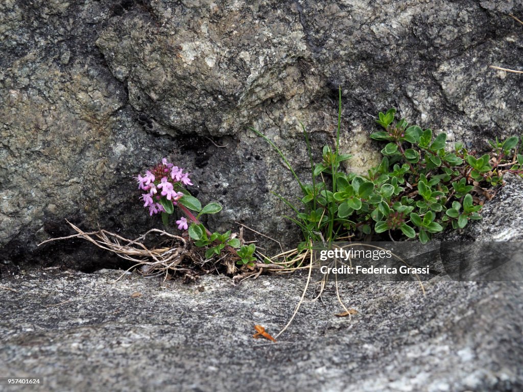 Thymus serpyllum on granite rock