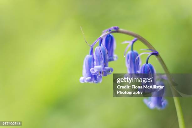 british bluebells in woodland, cumbria, uk - blue flower fotografías e imágenes de stock