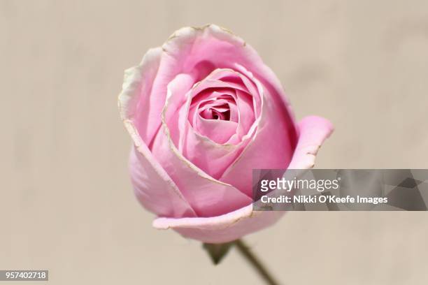 pretty in pink - natick stock pictures, royalty-free photos & images