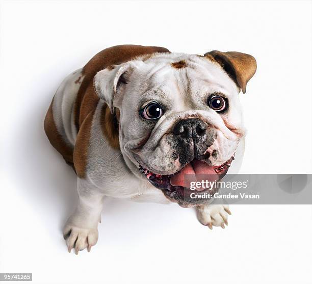 bulldog looking up - rassehund stock-fotos und bilder