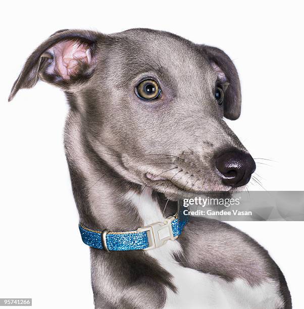 portrait of lurcher/whippet dog - lurcher stockfoto's en -beelden