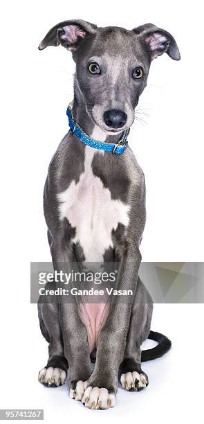 lurcher/whippet dog  - dog collar stock pictures, royalty-free photos & images