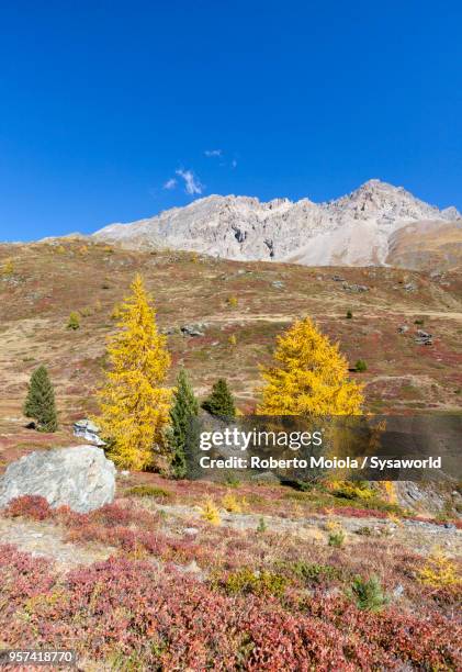 larch trees during autumn, valtellina, italy - paesaggi 個照片及圖片檔