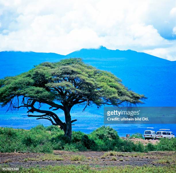 Zwei Safariwagen parken neben einer Schirmakazie in der Savanne des Amboseli Nationalparks in Kenia, dahinter tuermt sich das Vulkanmassiv des...