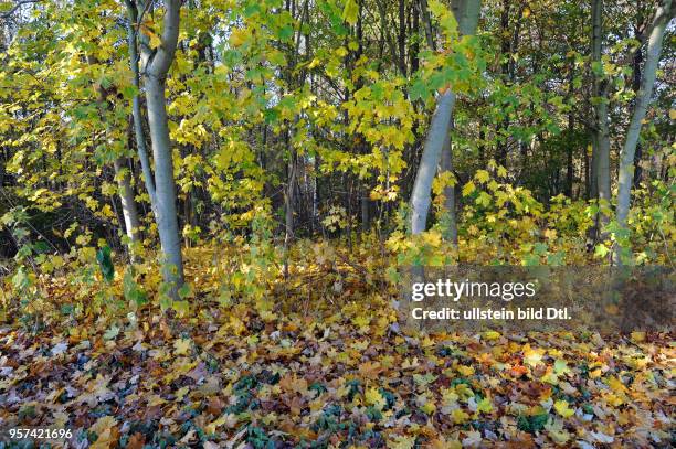 Herbstlich bunter Laubwald mit naturbelassenem Ahornbestand mit Spitzahorn Acer platanoides.