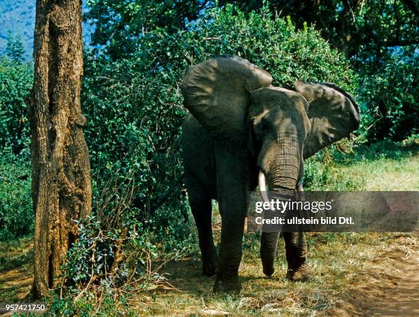 Afrikanischer Elefant im Galeriewald im Manyarasee Nationalpark am Rift Valley zeigt Drohgepaerde