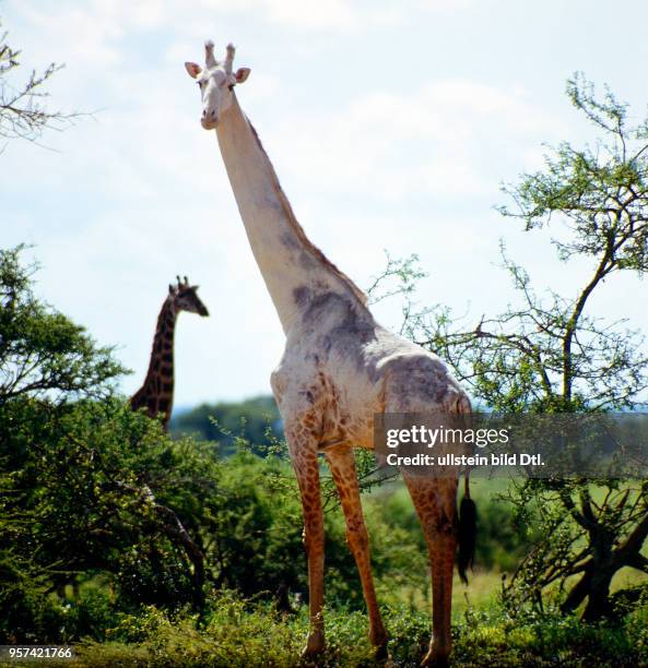 Teilalbinotischer Giraffenbulle in der Savanne des Serengeti Nationaparks, ein seltener Anblick