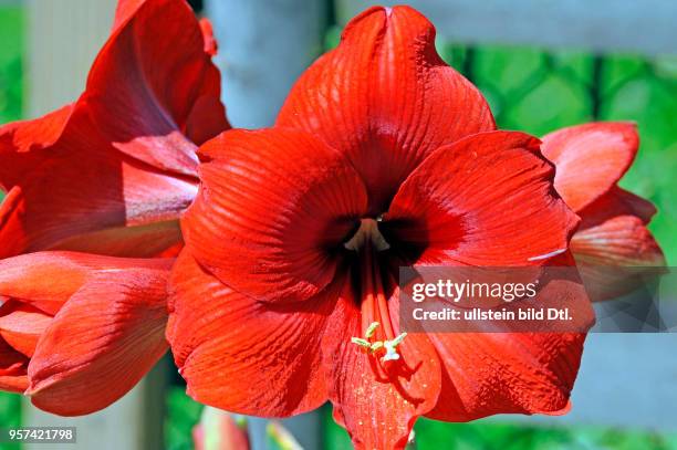 Purpurrot blueht die Amaryllis, auch Ritterstern, eine sommerbluehende Zwiebelpflanze im Topf