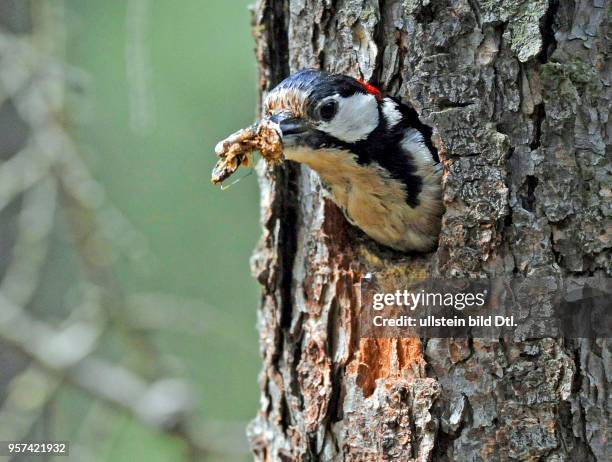 Nach dem Fuettern der Nesthocker verlaesst das Buntspechtmaennchen Dendrocopos major die Bruthoehle und traegt dabei Unrat und Holzspaene im Schnabel...