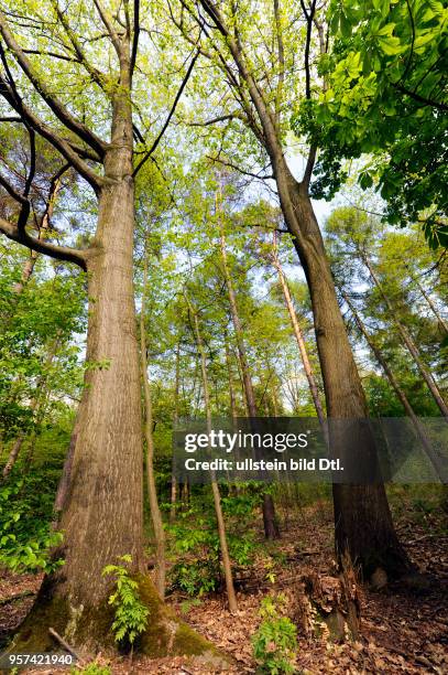 Laubmischwald mit Rotbuchen, Kastanien, Laerchen und Anflug von Laubgehoelzen und Waldstaudenflora