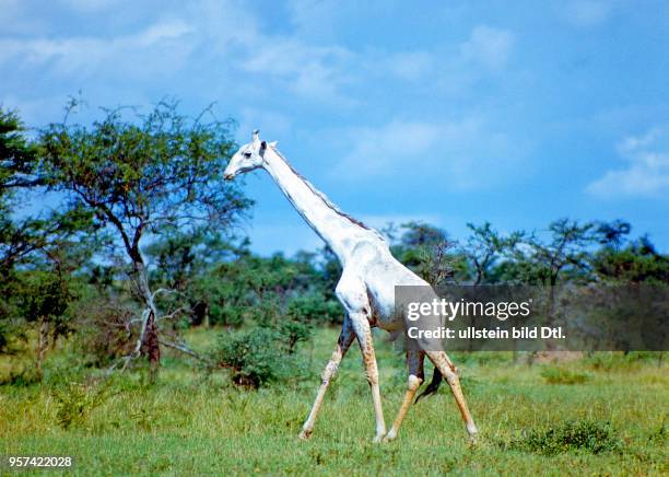 Seltener Anblick, ein albinotischer Giraffenbulle Giraffa camelopardalis in der Baumsavanne des Serengeti Nationalparks