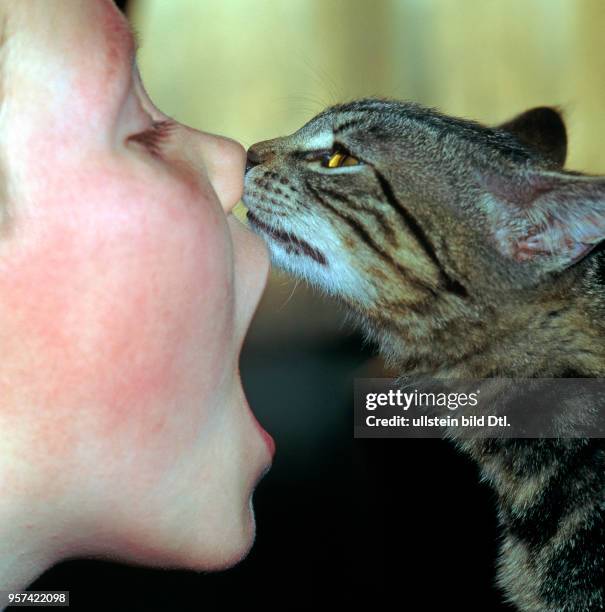 Katze beriecht die Nase ihres vertrauten menschlichen Spielgefaehrten