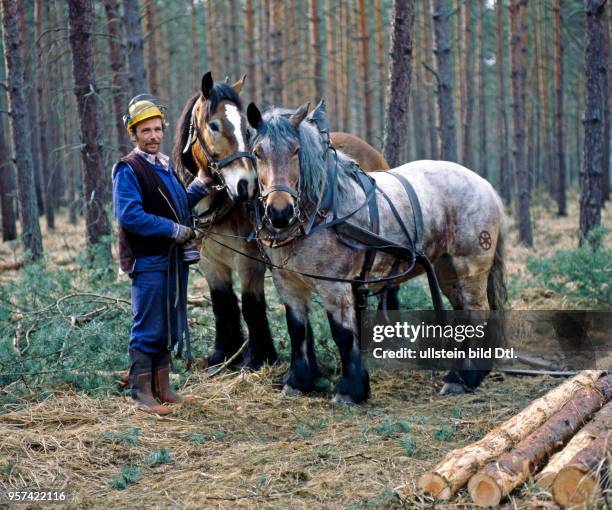 Im Forstamt Doberschuetz werden Rueckepferde in naturnaher Forstwirtschaft eingesetzt, um gefaellte und entaestete Baumstaemme zum naechsten Waldweg...