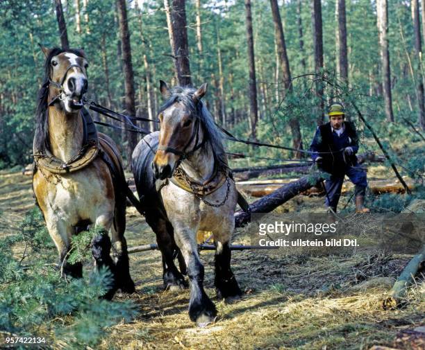 Im Forstamt Doberschuetz werden Rueckepferde in naturnaher Forstwirtschaft eingesetzt, um gefaellte und entaestete Baumstaemme zum naechsten Waldweg...