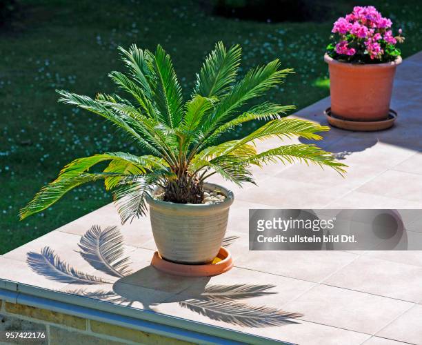 Palmfarn als Topfpflanze auf der Terrasse, ein urtuemlicher Nacktsamer aus der Reliktflora der Trockengebiete in der Eukalyptussavanne des...
