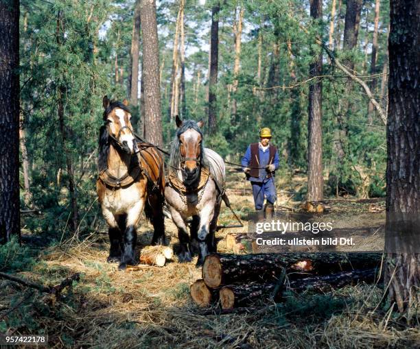 Im Forstamt Doberschuetz werden Rueckepferde in naturnaher Forstwirtschaft eingesetzt, um gefaellte und entaestete Baumstaemme zum naechsten Waldweg...