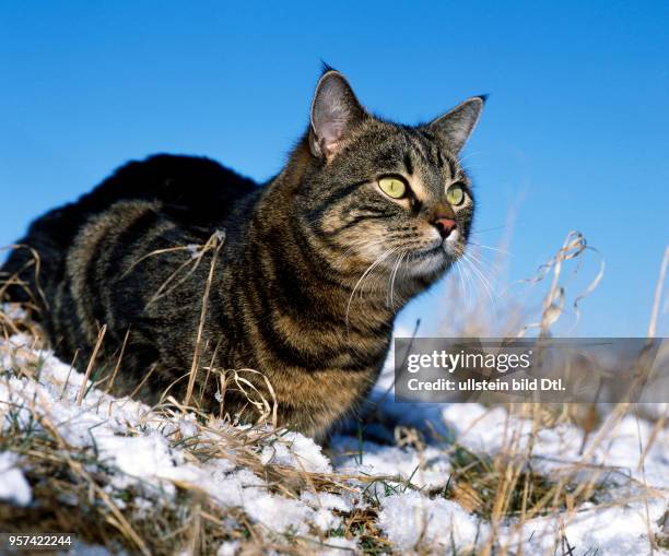 Gestromte Hauskatze lauert im verschneiten Garten