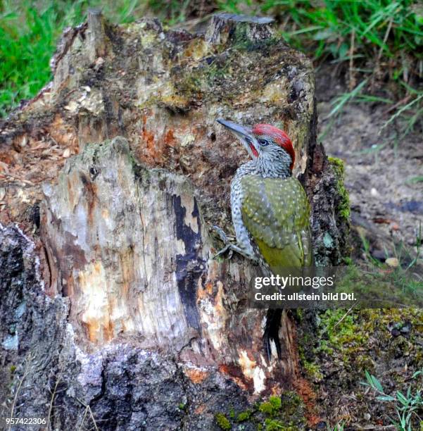 Junger Gruenspecht Picus viridis an einem Baumstubben. Als typischer Erdspecht sucht er seine Nahrung, vorwiegend Ameisen, am Boden.