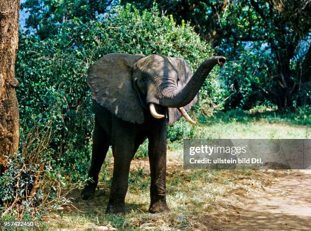 Afrikanischer Elefant im Galeriewald im Manyarasee Nationalpark am Rift Valley holt sich Wind