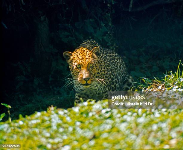 Leopard auf Jagd unterwegs im Bergregenwald des Aruscha Nationalparks am Mount Meru in Tansania.