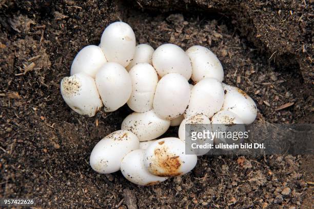 Gelege der Ringelnatter mit zwei Dutzend Eiern, abgelegt in einem feuchten Komposthaufen und ausgebruetet von geeigneten Witterungsbedingungen