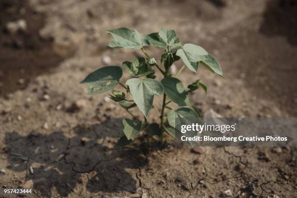 a young cotton plant grows on a farm - cotton plant bud stock pictures, royalty-free photos & images