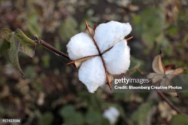 cotton grows at a farm - boll stock pictures, royalty-free photos & images