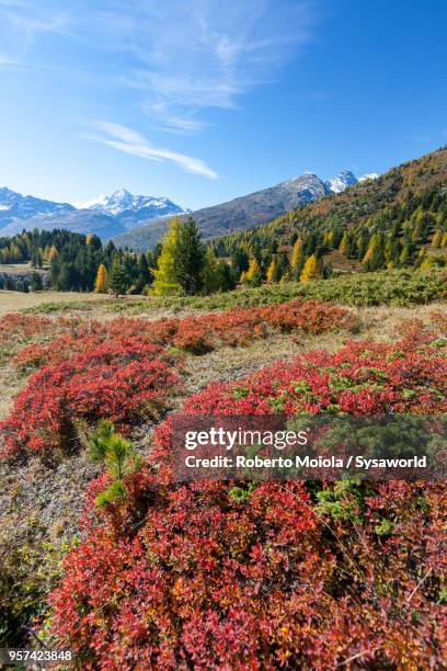 colorful woods, valtellina, italy - paesaggi 個照片及圖片檔