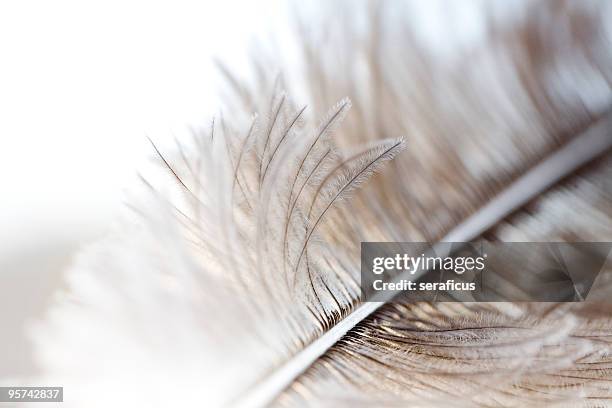 ostrich feather - ostrich feather stockfoto's en -beelden