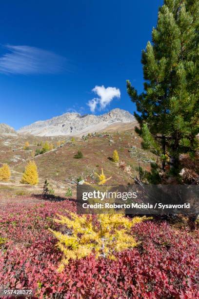 larch trees during autumn, valtellina, italy - paesaggi - fotografias e filmes do acervo