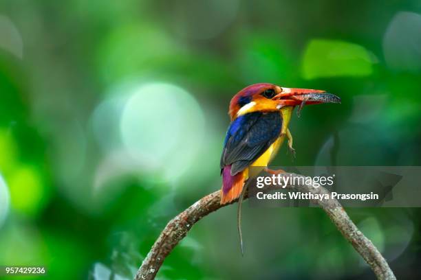 the black-backed kingfisher (ceyx erithaca) a red and orange bird perching on the bamboo branch carrying small snake to feed its chicks - black bamboo stock pictures, royalty-free photos & images