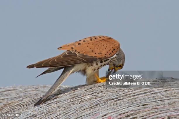 Turmfalke auf Strohballen sitzend rechts herabsehend fressend vor blauem Himmel