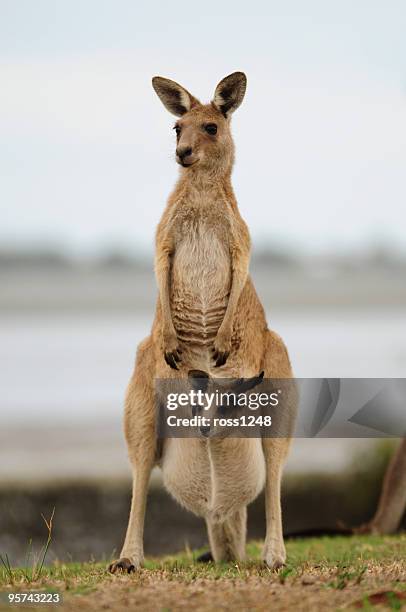 kangaroo & joey - joey kangaroo stock pictures, royalty-free photos & images