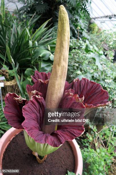 Eine blühende Titanwurz aufgenommen im Botanischen Garten in Berlin Dahlem. Die grösste Blume der Welt blüht sehr selten und dann nur für drei Tage....