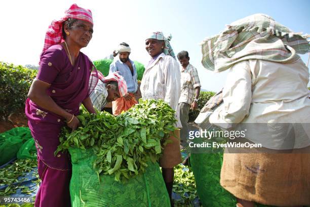 Local female worker with their harvest of tea at a plantation in Kumily on January 02, 2009 in Kumily near Trivandrum, Kerala, South India.