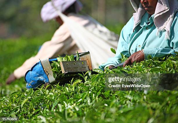 Local worker picking tea leaves on a tea plantation in Kumily on January 02, 2009 in Kumily near Trivandrum, Kerala, South India.