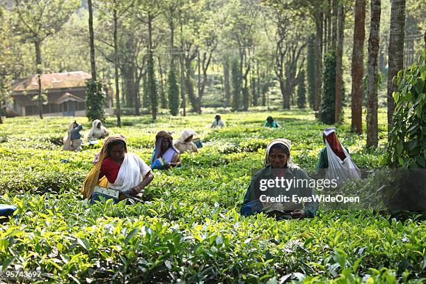 Local worker picking tea leaves on a tea plantation in Kumily on January 02, 2009 in Kumily near Trivandrum, Kerala, South India.