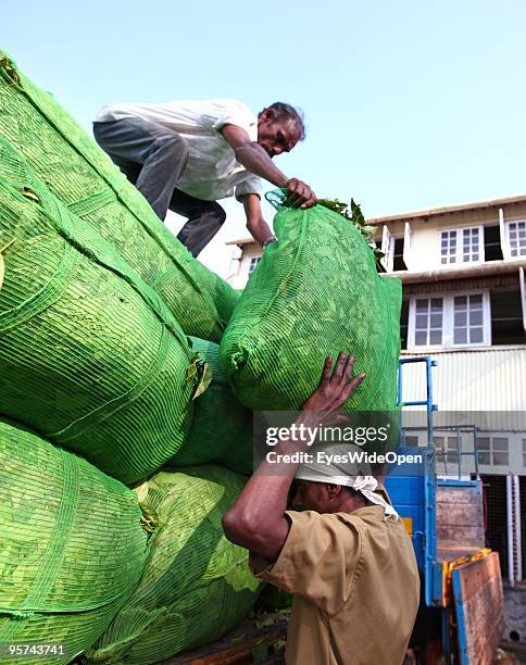 Worker at a tea factory in Kumily on January 02, 2009 in Kumily near Trivandrum, Kerala, South India.