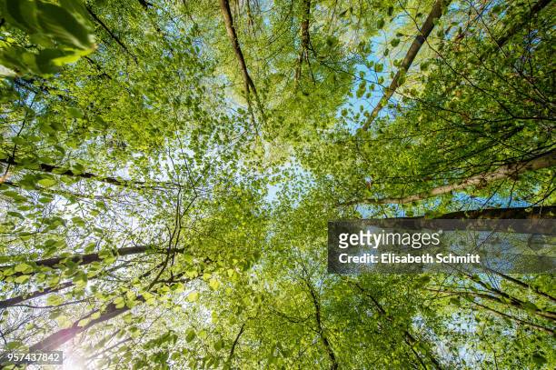 view in treetops of beeches in spring - laubbaum stock-fotos und bilder