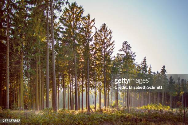 coniferous trees in a forest lit by the sunlight