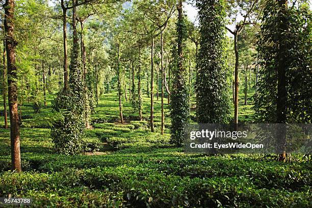 Tea plantation in Kumily on January 02, 2009 in Kumily near Trivandrum, Kerala, South India.