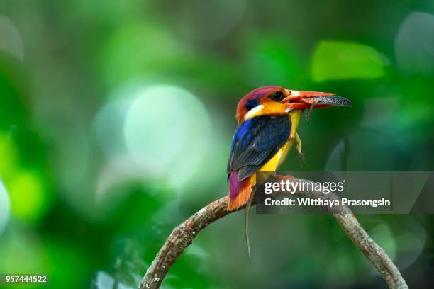 the black-backed kingfisher (ceyx erithaca) a red and orange bird perching on the bamboo branch carrying small snake to feed its chicks - black bamboo stock pictures, royalty-free photos & images