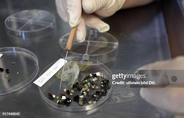 Magenanalyse bei Eissturmvögeln durch das Forschungs- und Technologie Zentrum der Uni Kiel in Büsum: Die gefundenen Plastikpartikel sind Indikator...