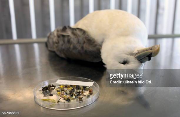 Magenanalyse bei Eissturmvögeln durch das Forschungs- und Technologie Zentrum der Uni Kiel in Büsum: Die gefundenen Plastikpartikel sind Indikator...
