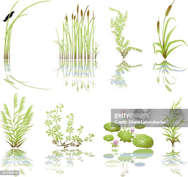 feuchtgebiet-icons mit mehreren marsh elementen wie die schatten - reed grass family stock-grafiken, -clipart, -cartoons und -symbole