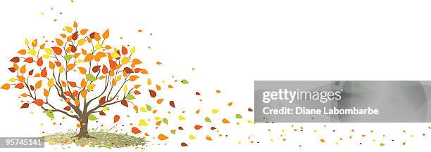herbst baum mit seinen blätter blowing in wind - herbst stock-grafiken, -clipart, -cartoons und -symbole