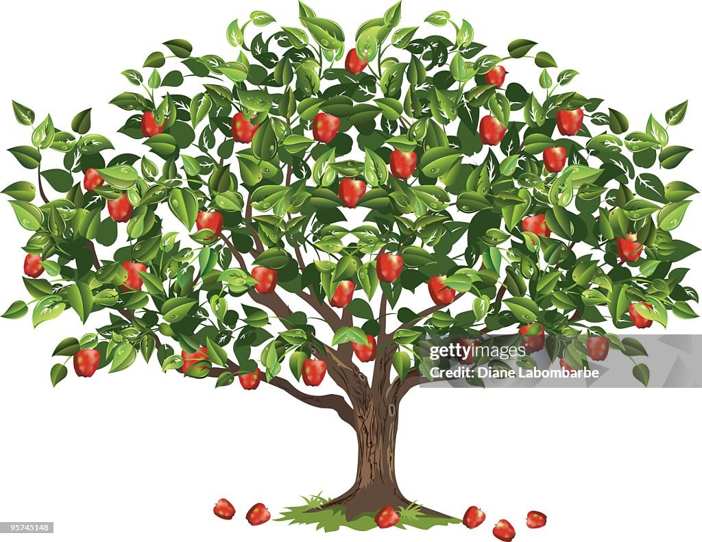 Apfelbaum mit reife Frucht bereit für die Ernte