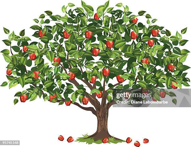 illustrazioni stock, clip art, cartoni animati e icone di tendenza di melo riempita con frutto maturo pronte per la raccolta - albero da frutto