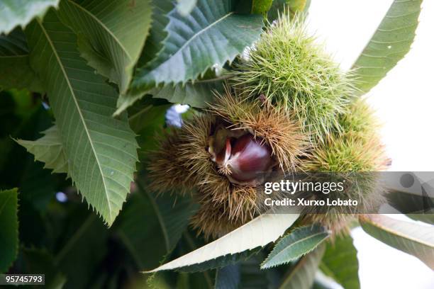 Identify Chestnuts Shell 273 Chestnut Shell Stock Photos, High-Res Pictures, and Images - Getty ...