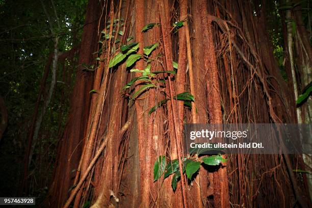 Würgfeige im tropischen Regenwald, Dschungel, Permai Rainforest, Sarawak, Borneo, Malaysia, Asien